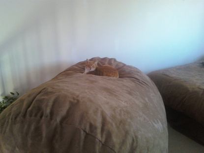 A picture of a tabby cat sitting comfortably atop a giant, brown Fombag