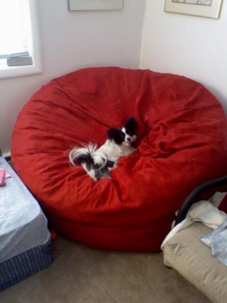 A picture of a small white and black dog jumping onto a giant, red Fombag