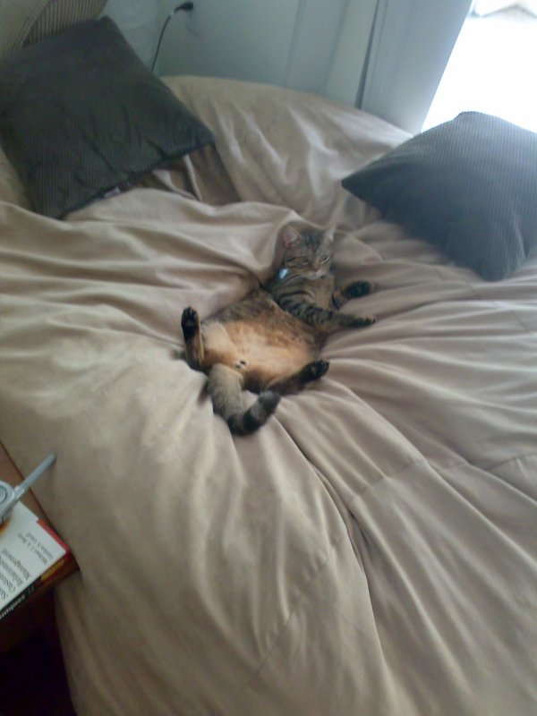 A picture of a cat relaxing, lying on its back in the middle of a giant, tan Fombag