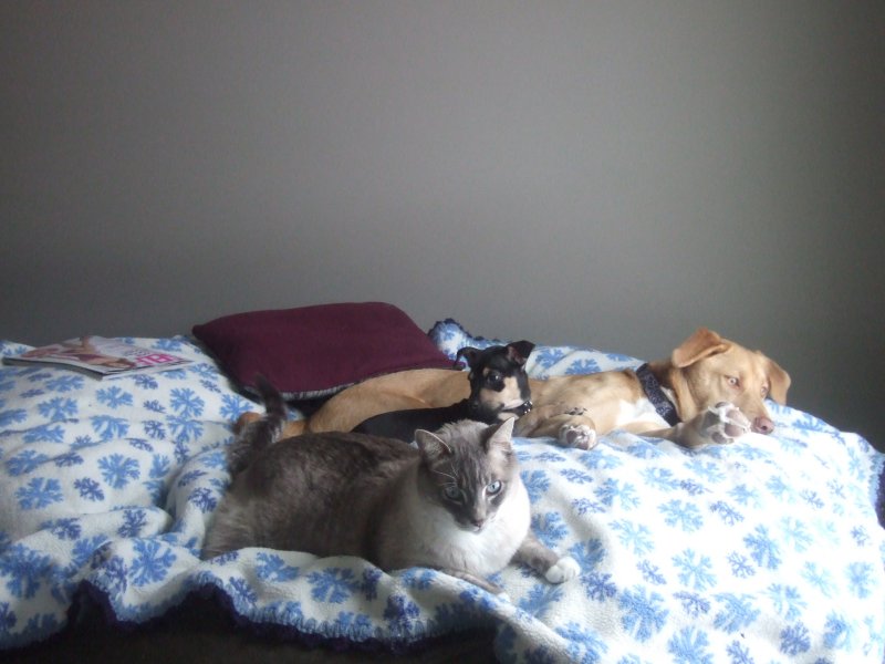 A picture of a couple dogs and a cat relaxing on a giant Fombag