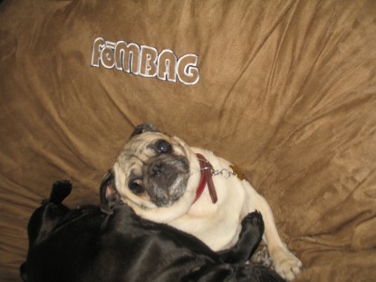 A couple of small pugs relaxing on a brown Fombag