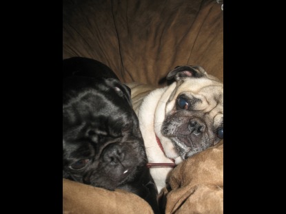 A couple of small pugs cuddling up together in the center of a brown Fombag
